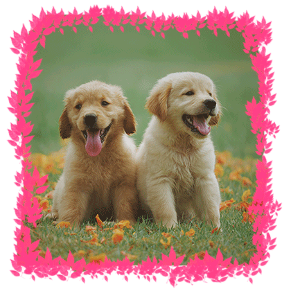 Cachorros Golden Retriever en cesped